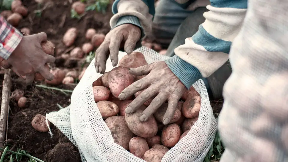 Fotografía en campo · Fondo Nacional de Fomento de la Papa · El producto, desde el origen